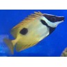One Spot Foxface Rabbitfish (Siganus vulpinus)