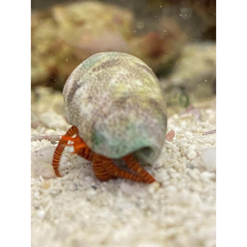 Halloween Hermit Crabs (Ciliopagurus strigatus)