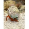 Halloween Hermit Crabs (Ciliopagurus strigatus)