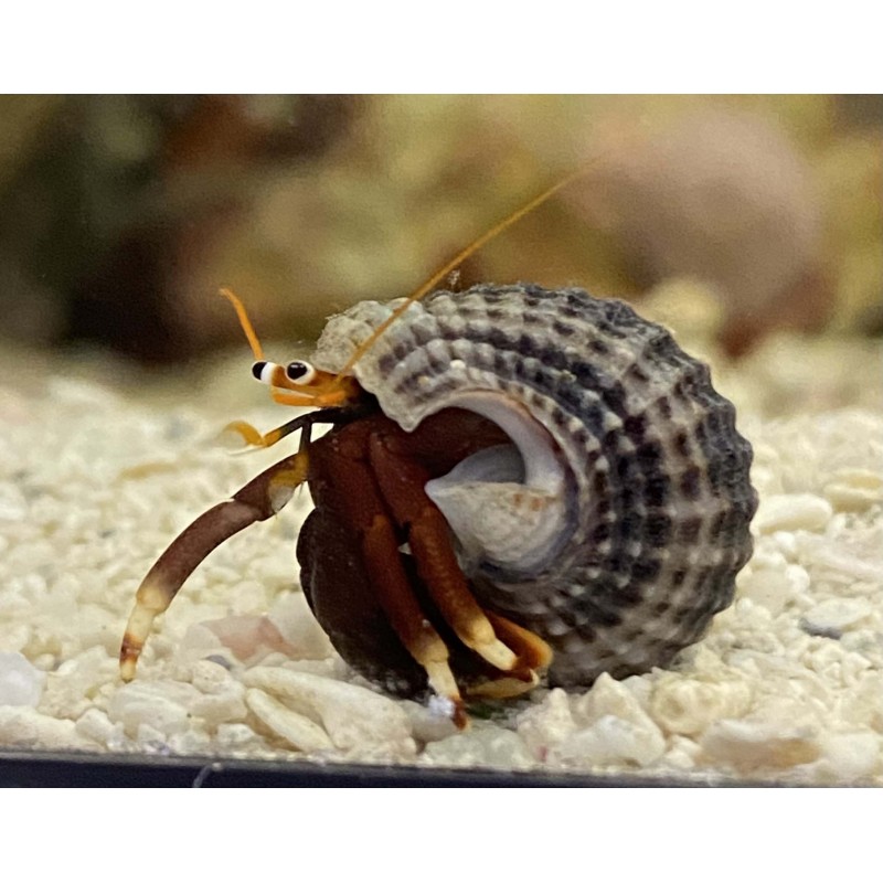 Mexican Red Leg Hermit Crab (Paguristes sp.) Mexican Red Leg Hermit Crab (Paguristes sp.)