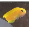 Canary Blenny (Meiacanthus oualanensis)
