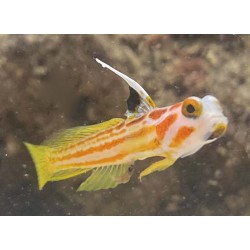 Yasa Hashe Goby (Stonogobiops yasha)