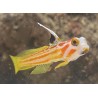 Yasa Hashe Goby (Stonogobiops yasha)