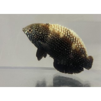 Black Leopard Wrasse (Macropharyngodon negrosensis)