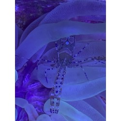 Pederson Anemone Shrimp (Ancylomenes pedersoni)