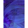 Pederson Anemone Shrimp (Ancylomenes pedersoni)