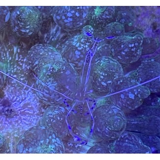 Pederson Anemone Shrimp (Ancylomenes pedersoni) 2