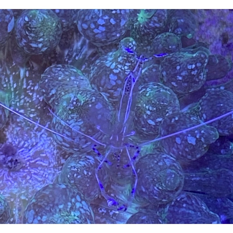 Pederson Anemone Shrimp (Ancylomenes pedersoni) 2