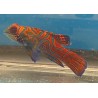 Red Mandarin Goby (Synchiropus splendidus)