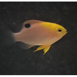 Talbot Damsel (Chrysiptera talboti)