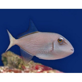 Female Bluejaw Trigger (Xanthichthys auromarginatus)