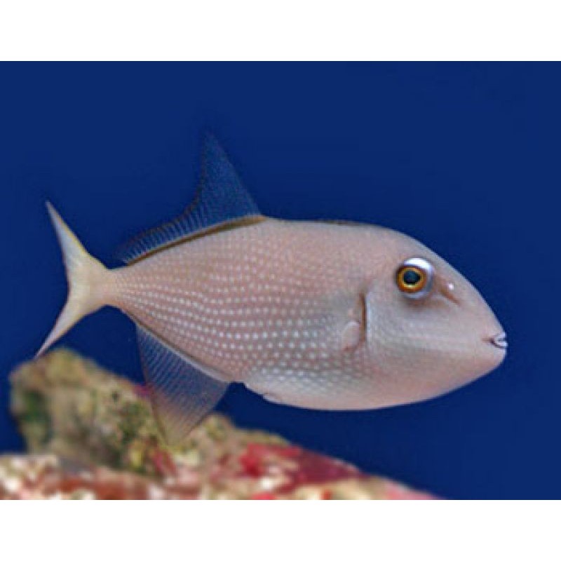 Female Bluejaw Trigger (Xanthichthys auromarginatus)