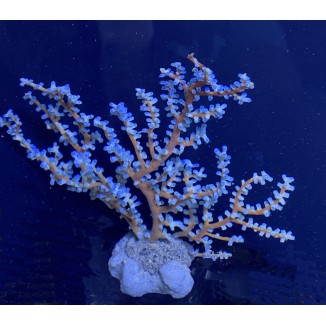 Blueberry Gorgonian N4