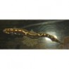 Engineer Goby (Pholidichthys leucotaenia)