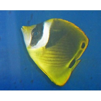 Raccoon Butterflyfish (Chaetodon lunula)