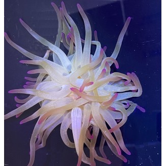 Pink Tip Anemone Condylactis gigantea