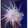 Pink Tip Anemone Condylactis gigantea