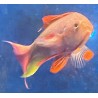 Male Lyretail Red Anthias (Pseudanthias squamipinnis)