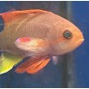 Male Lyretail Red Anthias (Pseudanthias squamipinnis) face
