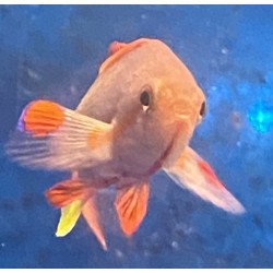 Male Lyretail Red Anthias (Pseudanthias squamipinnis) closeup