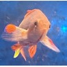 Male Lyretail Red Anthias (Pseudanthias squamipinnis) closeup