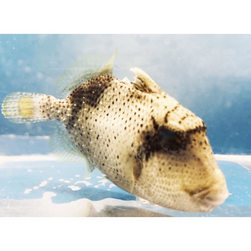 Pineapple Trigger (Pseudobalistes flavimarginatus)