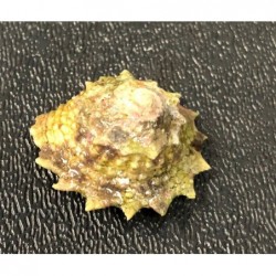 West Indian Star Snails