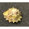 West Indian Star Snails