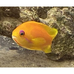 Orange Blue Eyed Anthias (Pseudanthias squamipinnis) face
