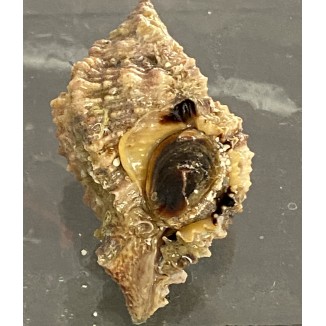 Princess Florida Murex (Murex pomum)