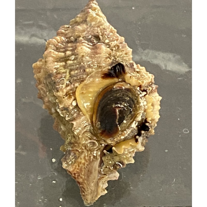 Princess Florida Murex (Murex pomum)