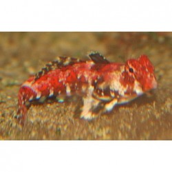 Red Scooter Blenny (Synchiropus ocellatus)