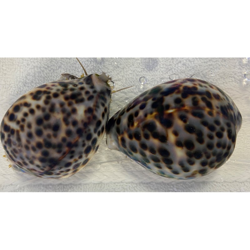 Tiger Cowrie (Cypraea tigris)