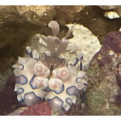 Harlequin Shrimp Hymenocera picta 4