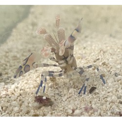 Harlequin Shrimp Hymenocera picta 2