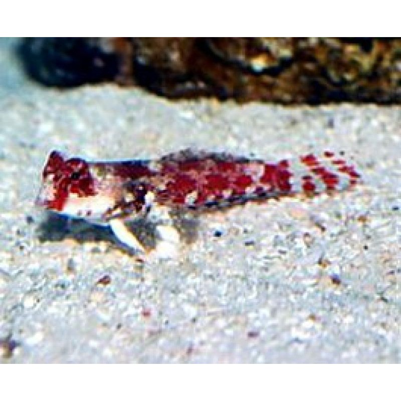 Red Scooter Blenny (Synchiropus ocellatus) Red Scooter Blenny (Synchiropus ocellatus)