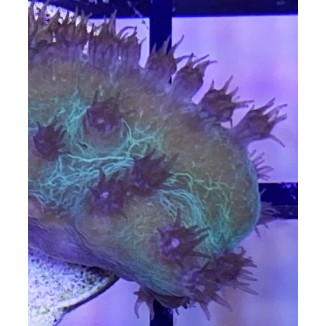 Aquaculture Pagoda Cup frag 2