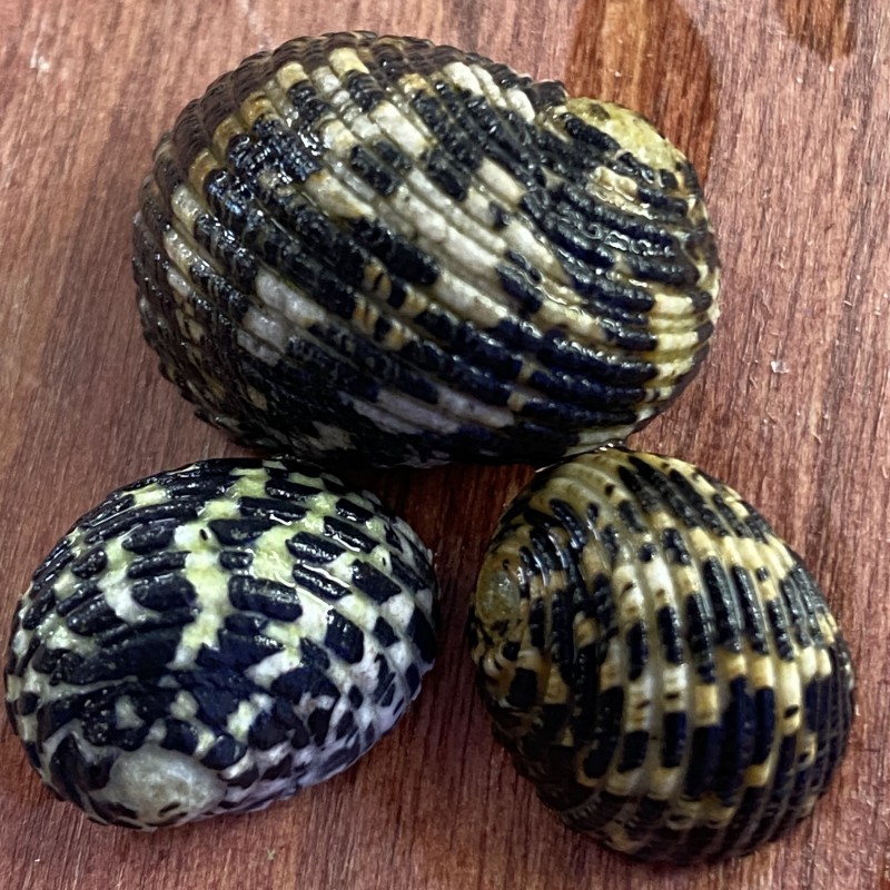 Checkerboard Virgin Nerite Snail - Black & White Checkerboard Virgin Nerite Snail - Black & White