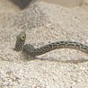 Hass's Garden Eel (Taenioconger hassi)