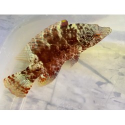 Long Jaw Wrasse-Red (Pteragogus flagellifer)
