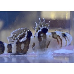 Black Barred Circus Goby (Priolepis nocturna)