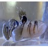 Black Barred Circus Goby (Priolepis nocturna) face