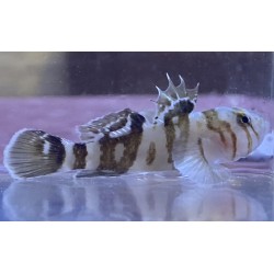 Black Barred Circus Goby (Priolepis nocturna) sideview