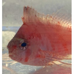Swallowtail Red Hawkfish (Cyprinocirrhites polyactis)