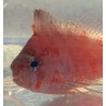 Swallowtail Red Hawkfish (Cyprinocirrhites polyactis)