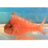 Swallowtail Red Hawkfish (Cyprinocirrhites polyactis) sideview