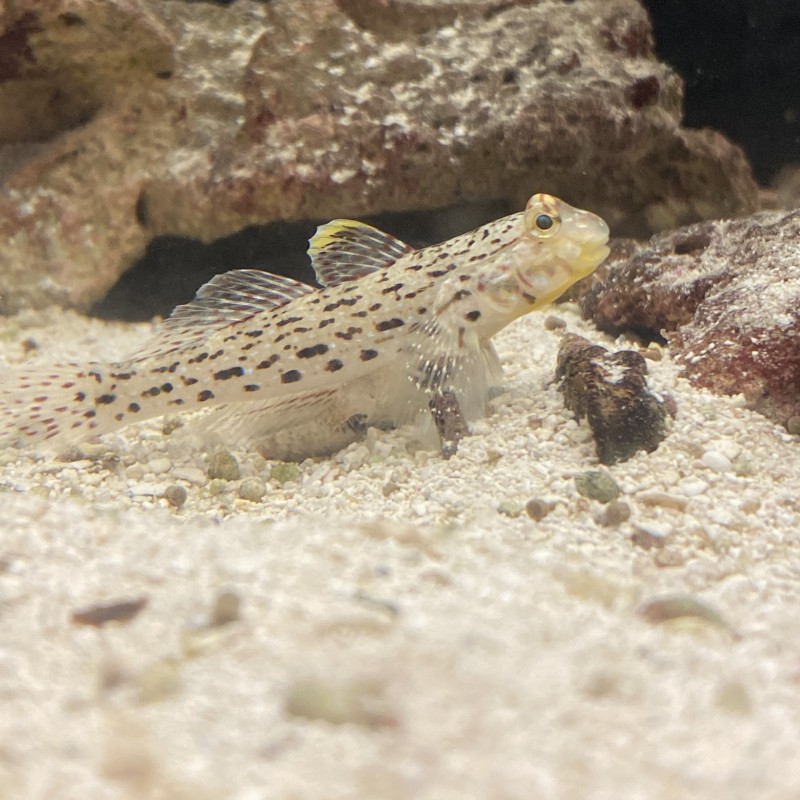 Ornate Goby Istigobius ornatus
