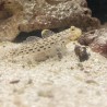 Ornate Goby Istigobius ornatus