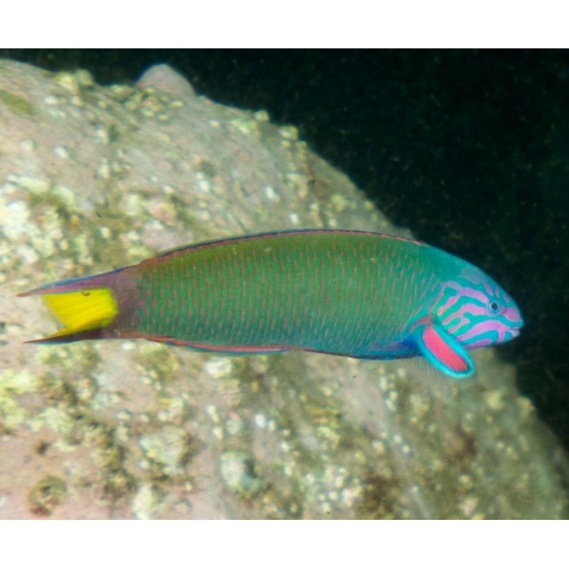 Lyretail Wrasse (Thalassoma lunare)