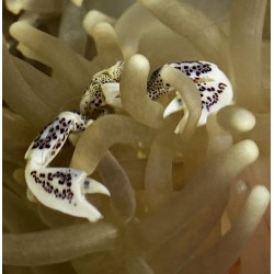 Anemone Crab 2
